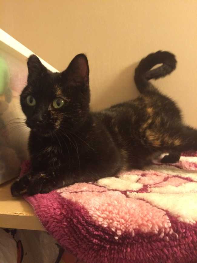 Mongrel on Adoptico.com