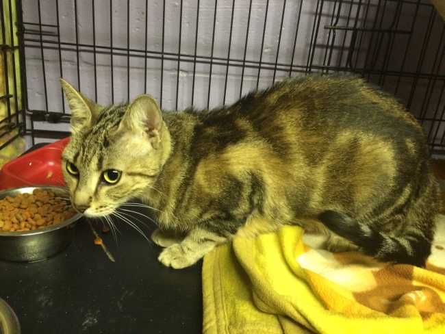 Bengal on Adoptico.com