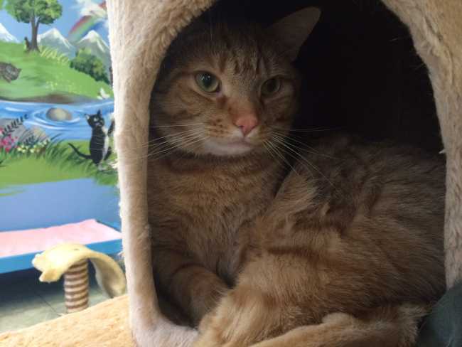 Mongrel on Adoptico.com