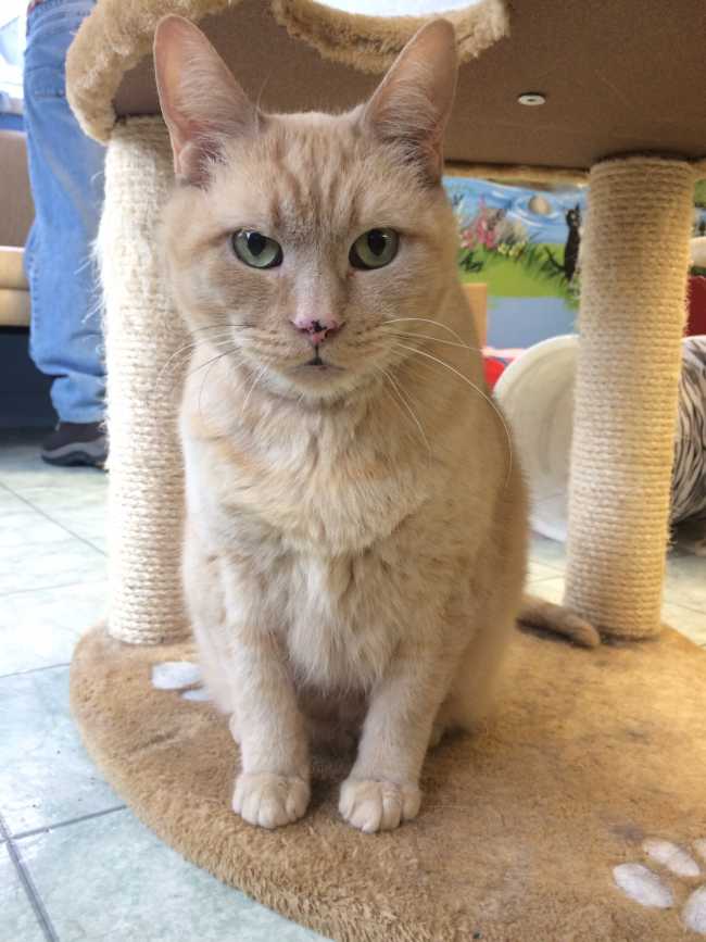 Mongrel on Adoptico.com