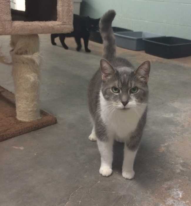 Mongrel on Adoptico.com