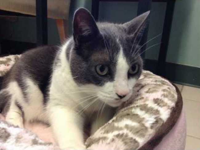 Mongrel on Adoptico.com