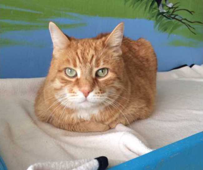 Mongrel on Adoptico.com