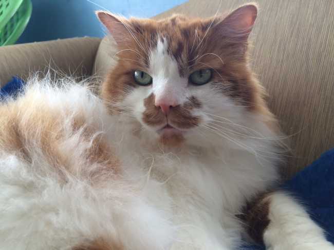 Mongrel on Adoptico.com