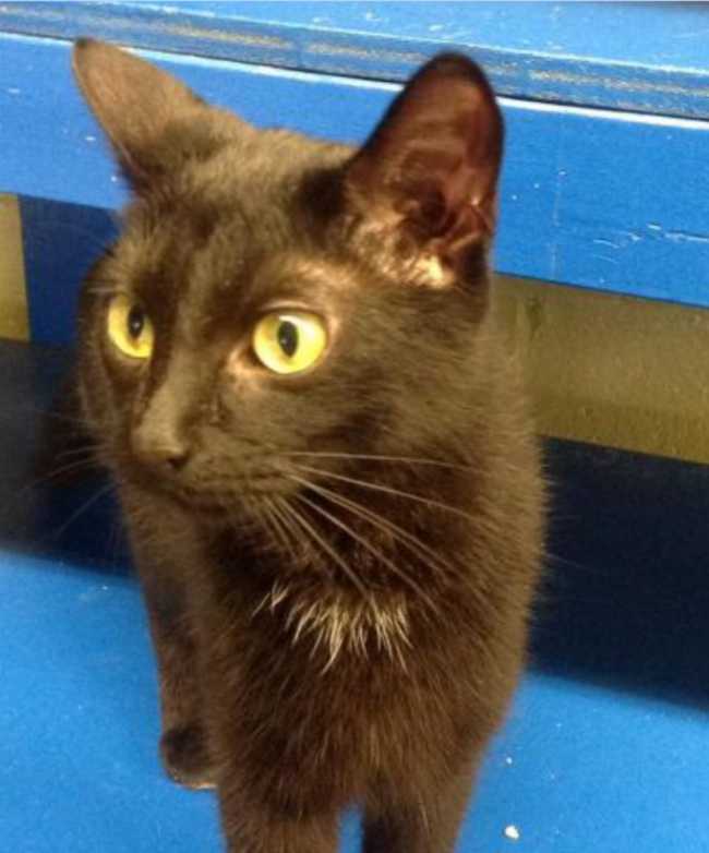 Mongrel on Adoptico.com