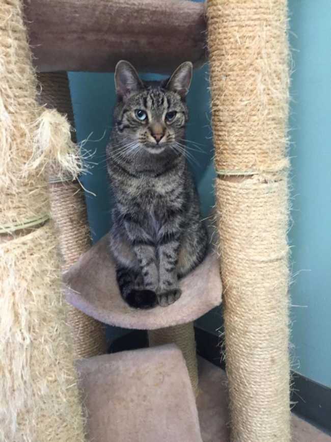 Mongrel on Adoptico.com