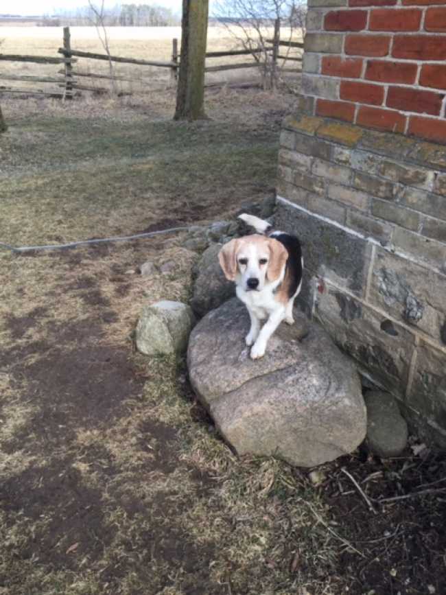 Beagle on Adoptico.com
