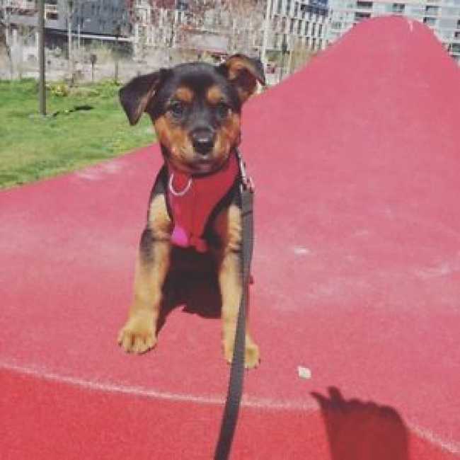 Rottweiler on Adoptico.com