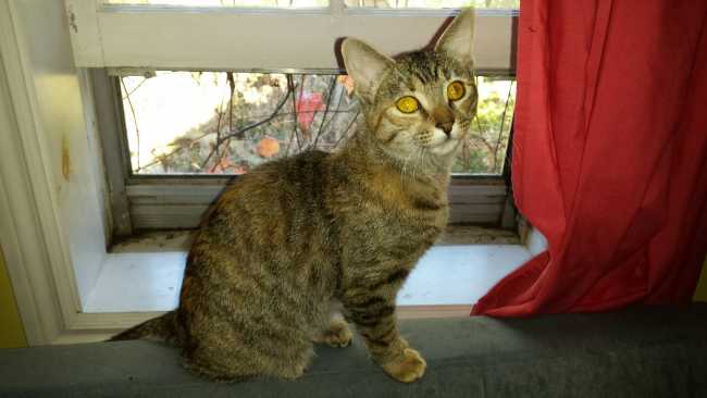 American Shorthair on Adoptico.com