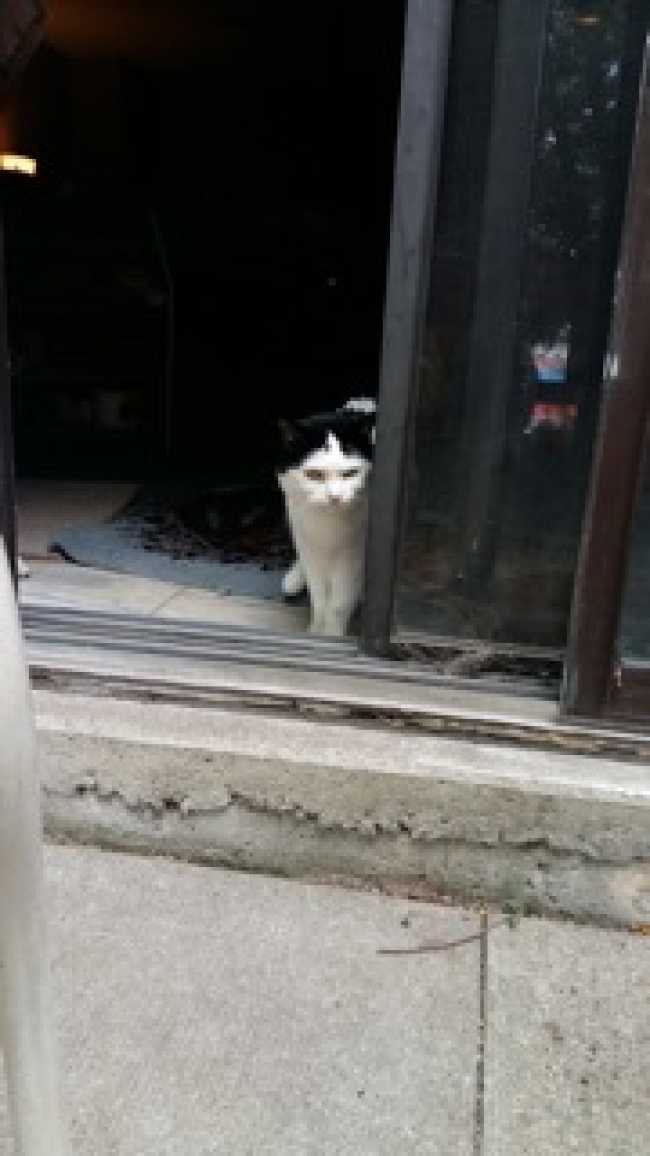 American Shorthair on Adoptico.com