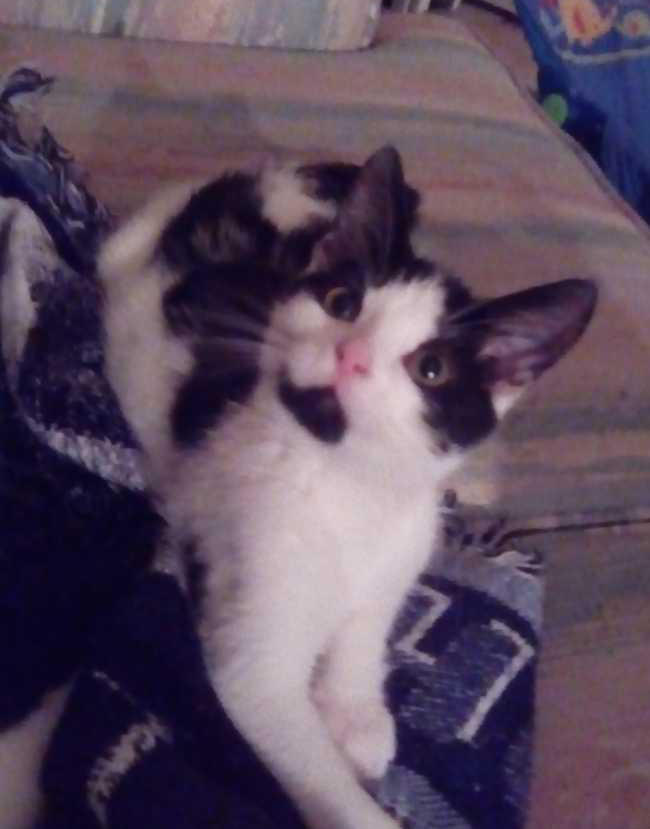 Exotic Shorthair on Adoptico.com