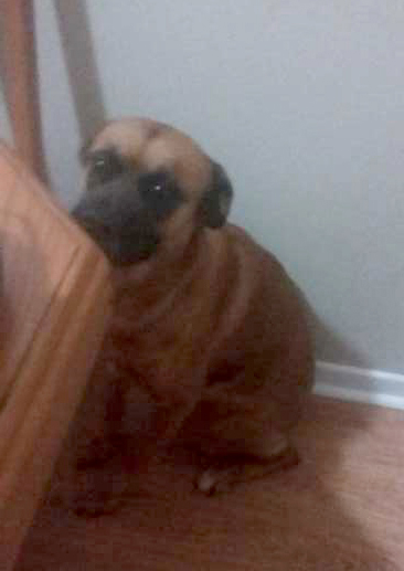 Boxer on Adoptico.com