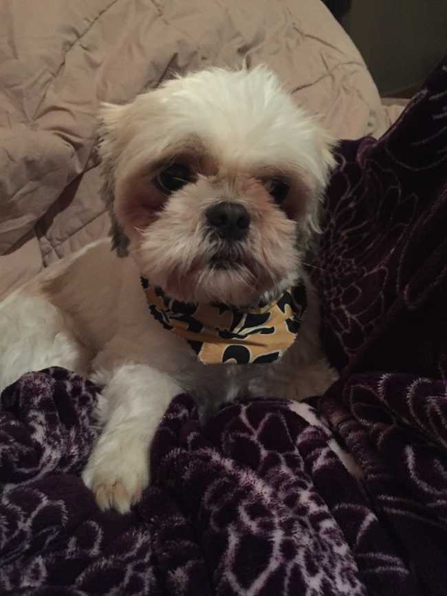 Shih Tzu on Adoptico.com