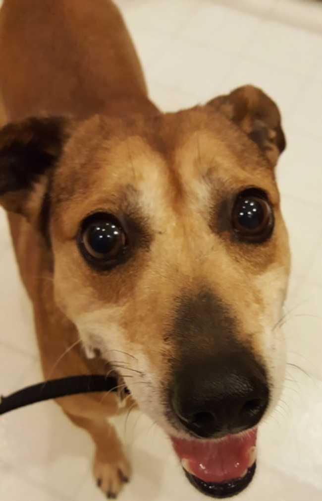 Mongrel on Adoptico.com