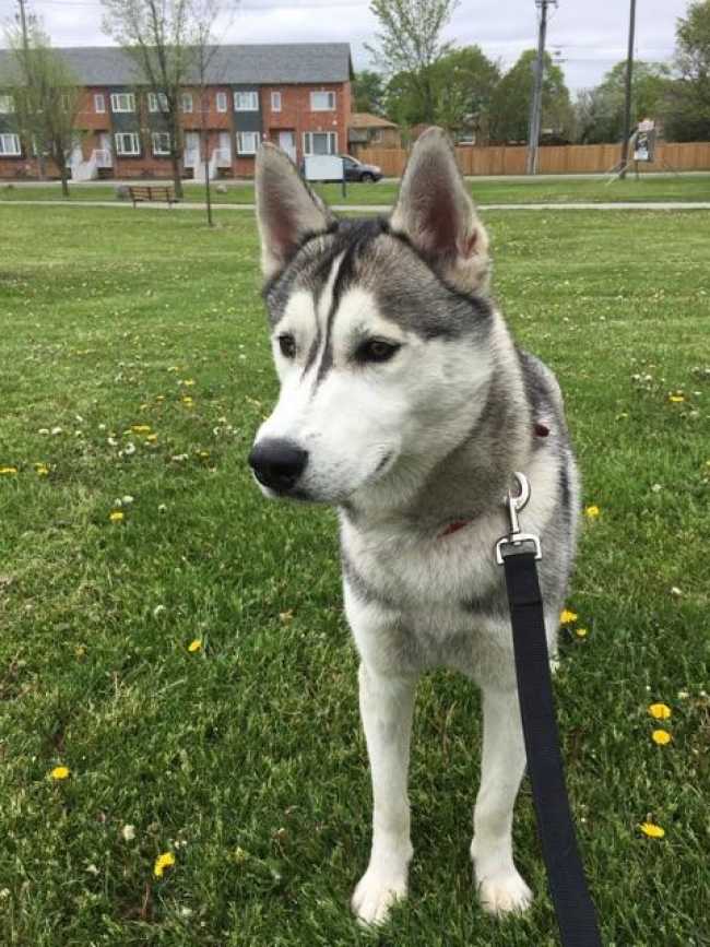 Siberian Husky on Adoptico.com