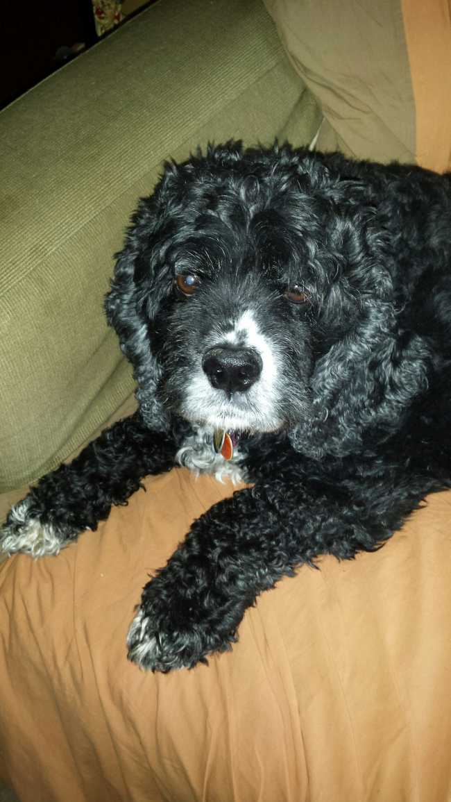 Cocker Spaniel on Adoptico.com