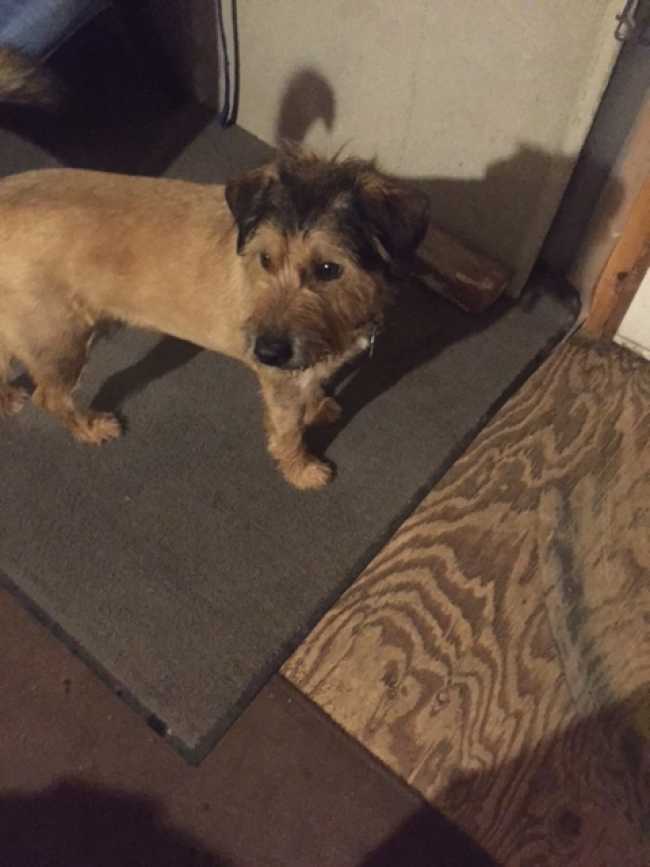 Border Terrier on Adoptico.com