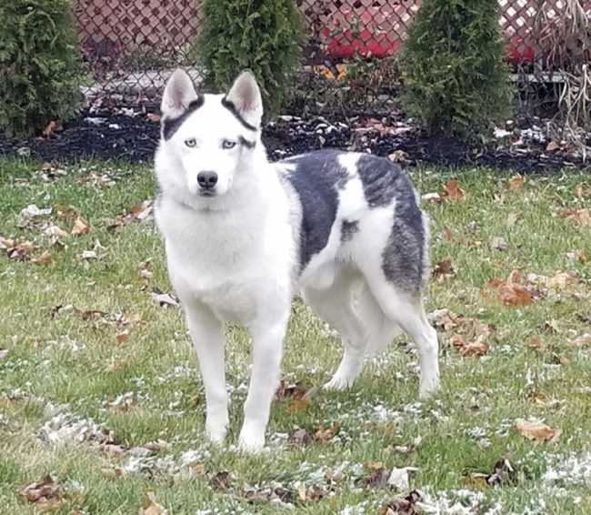 Husky on Adoptico.com