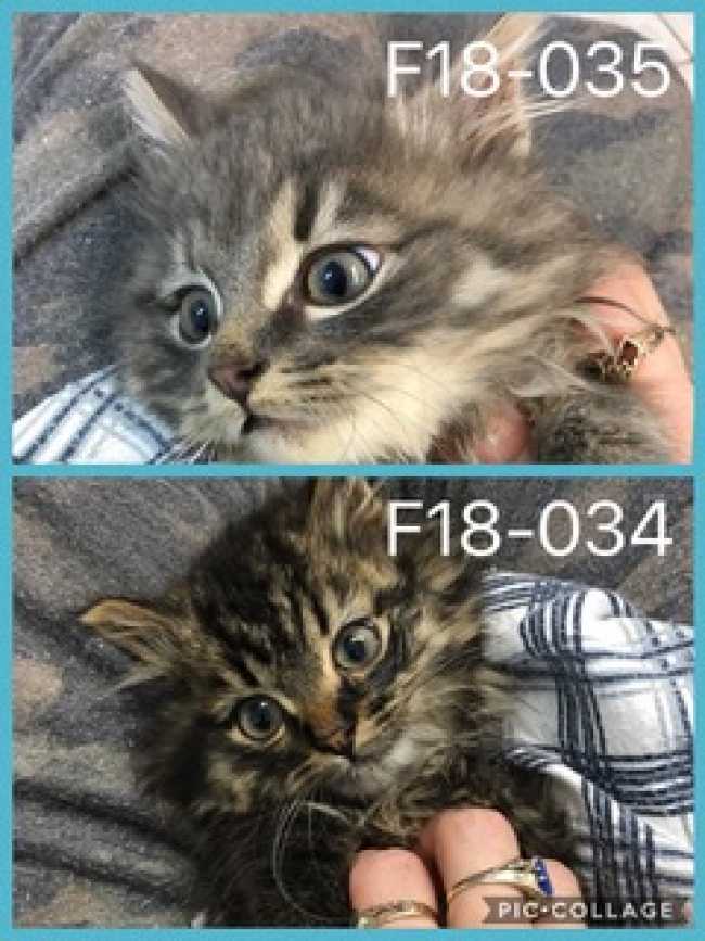 Mongrel on Adoptico.com