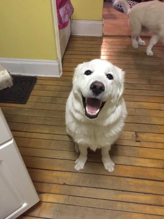 Great Pyrenees on Adoptico.com