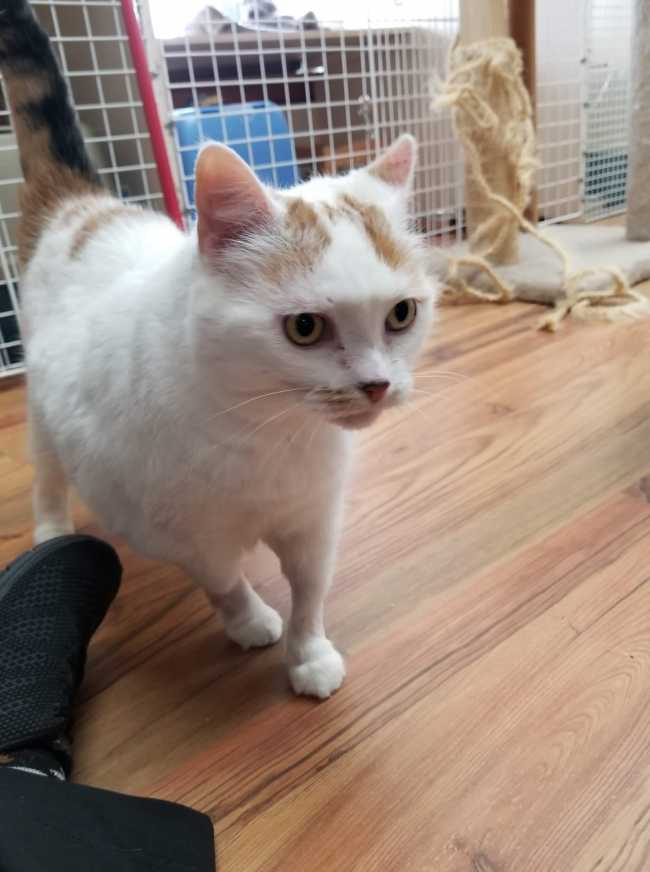 American Shorthair on Adoptico.com