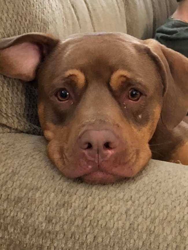 Rottweiler on Adoptico.com