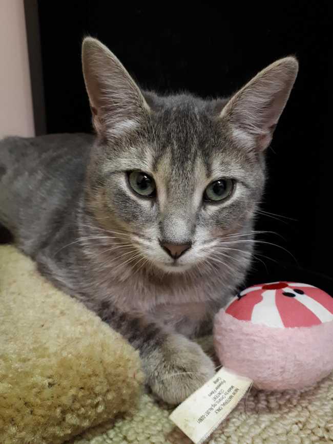 American Shorthair on Adoptico.com