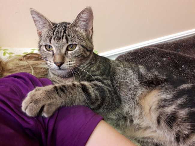 American Shorthair on Adoptico.com