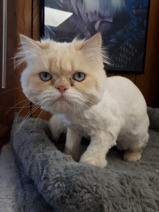 Ragdoll on Adoptico.com