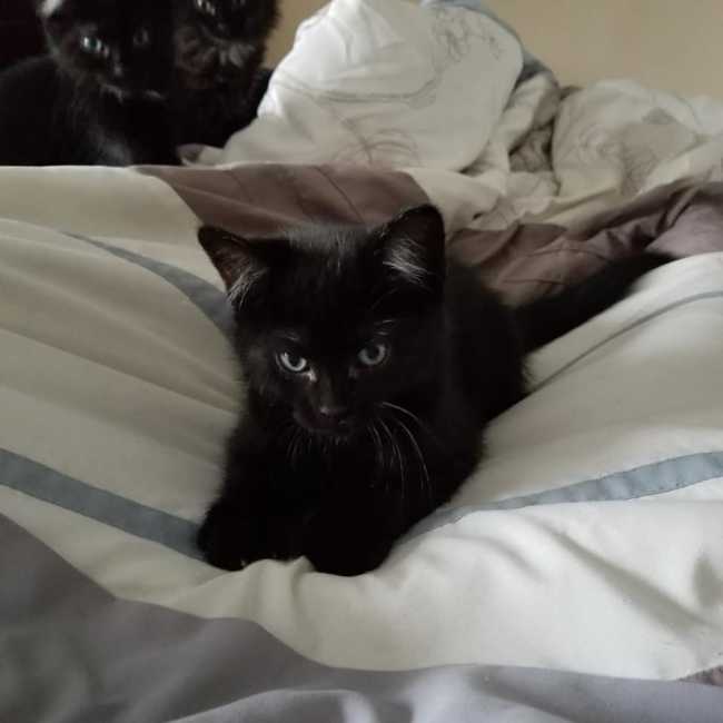 Domestic Short-Hair on Adoptico.com