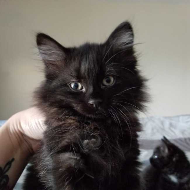 Domestic Medium-Hair on Adoptico.com