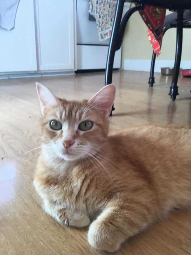 Domestic Short-Hair on Adoptico.com