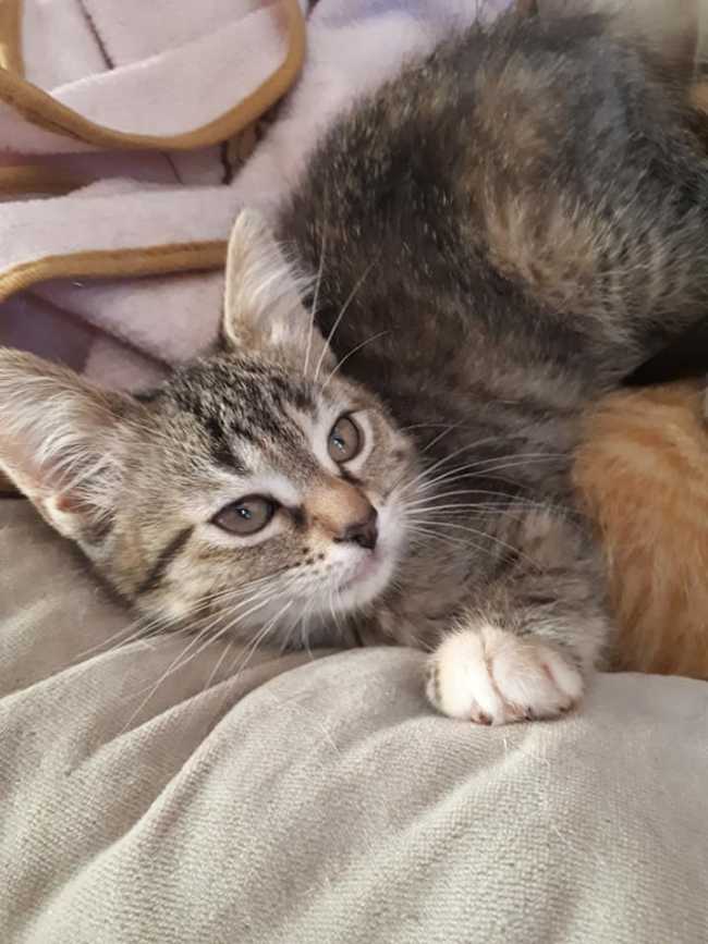 Domestic Short-Hair on Adoptico.com