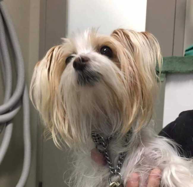 Yorkshire Terrier on Adoptico.com