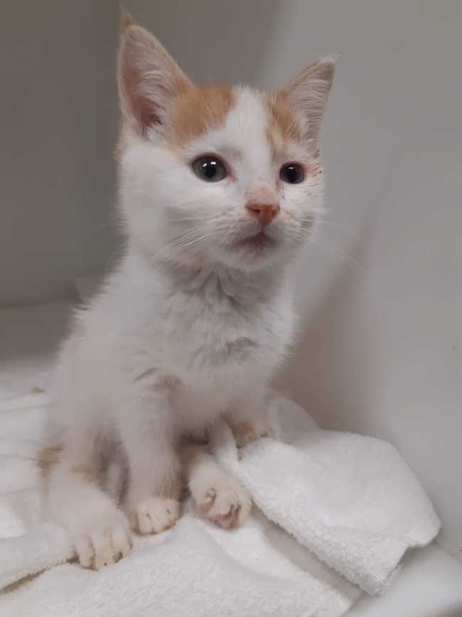 Domestic Short-Hair on Adoptico.com