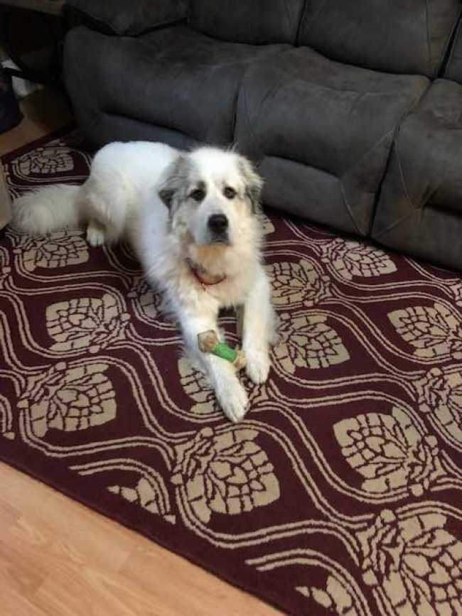 Great Pyrenees on Adoptico.com