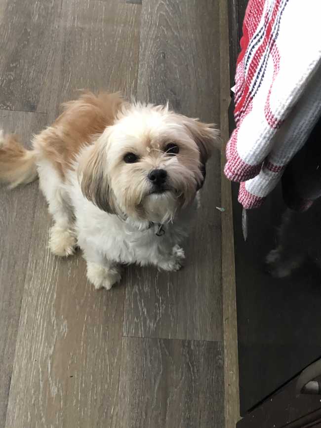 Shih Tzu on Adoptico.com