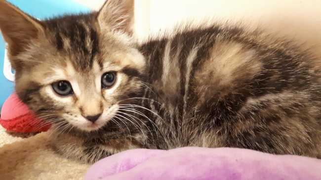 Domestic Short-Hair on Adoptico.com