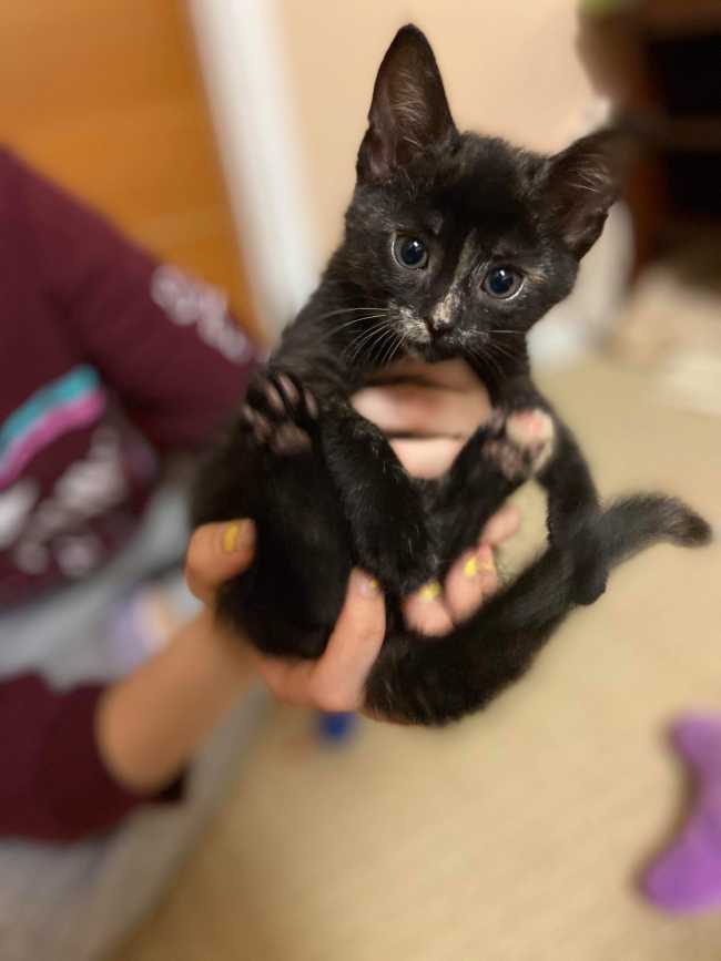 Domestic Short-Hair on Adoptico.com