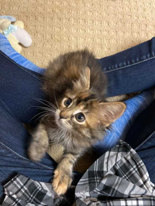 Domestic Short-Hair on Adoptico.com