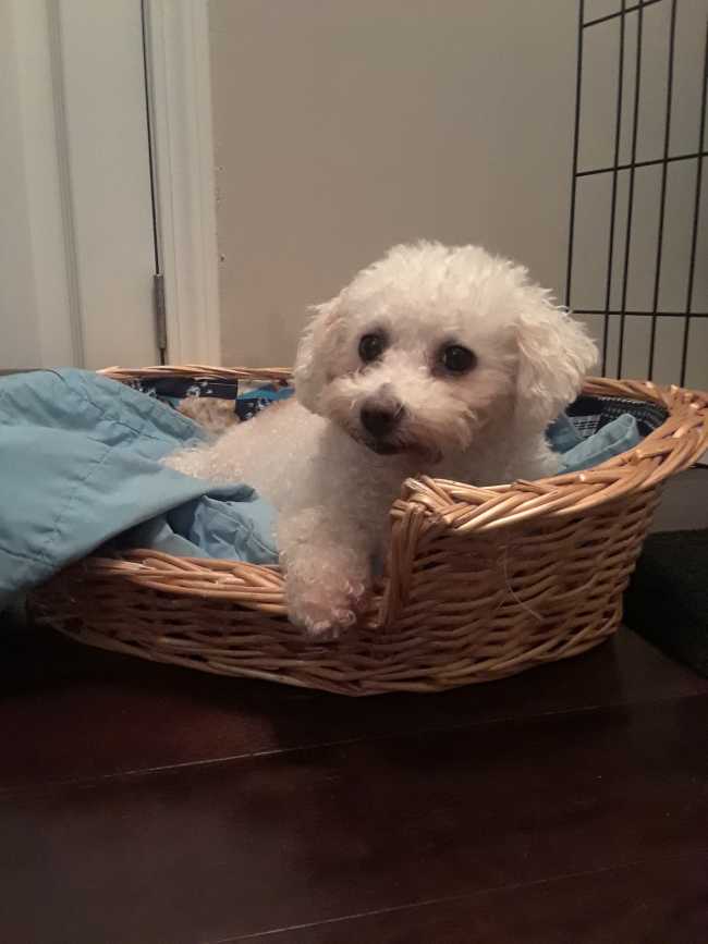 Bichon Frise on Adoptico.com