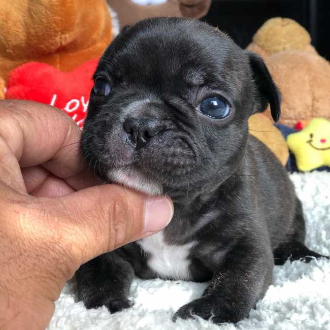 French Bulldog on Adoptico.com