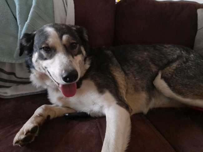 Siberian Husky on Adoptico.com
