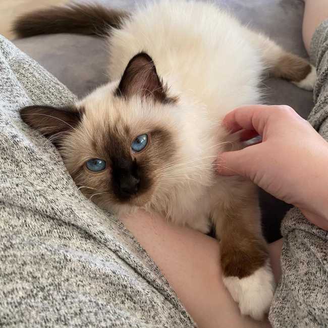 Birman on Adoptico.com