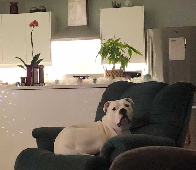 Dogue de Bordeaux on Adoptico.com